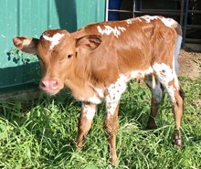 YR Bull Calf