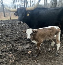 Sargent Bull Calf