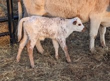 Sunrise 2024 Bullcalf